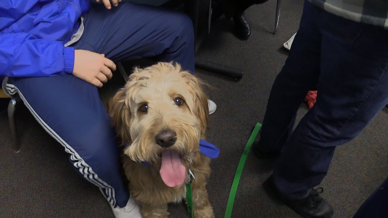 School therapy dog de-stresses high schoolers