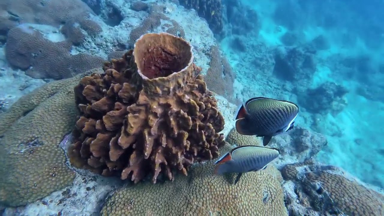 Underwater lives of Andaman reef