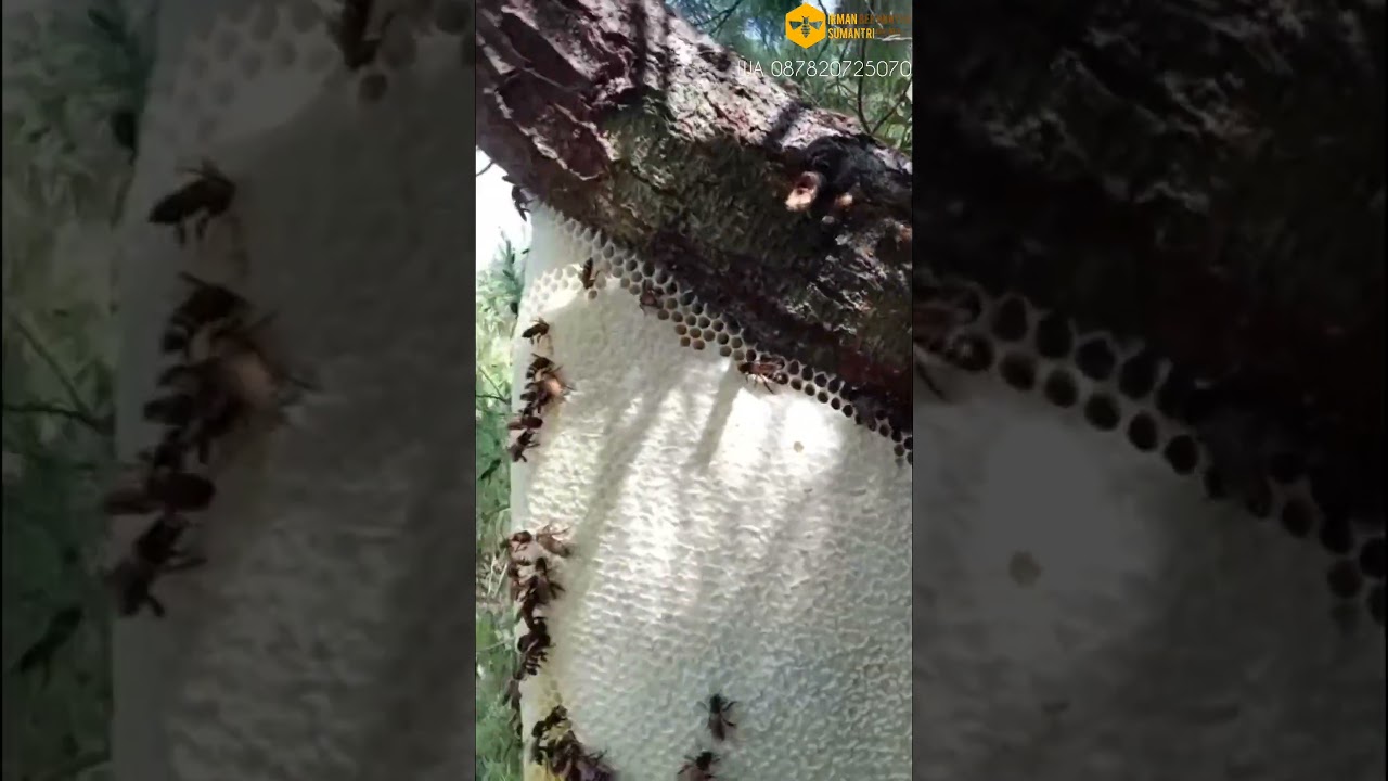 Perburuan Madu Pegunungan: Kang Rohman Menaklukkan Sarang di Puncak Sunyi 