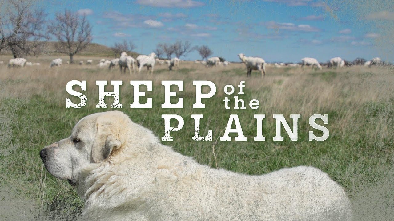 Dakota Life Detours: Sheep of the Plains (Full Episode)