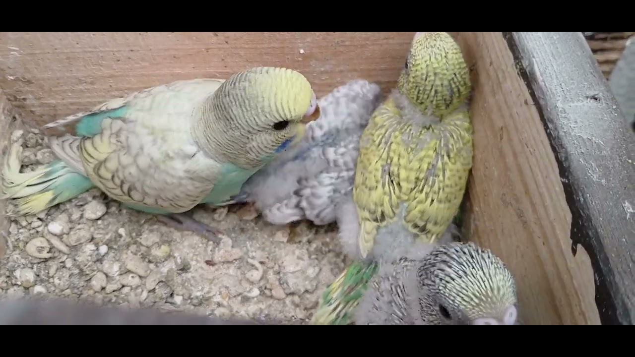 Des nouvelles de la voliere 😊😊🐦🐦🐦