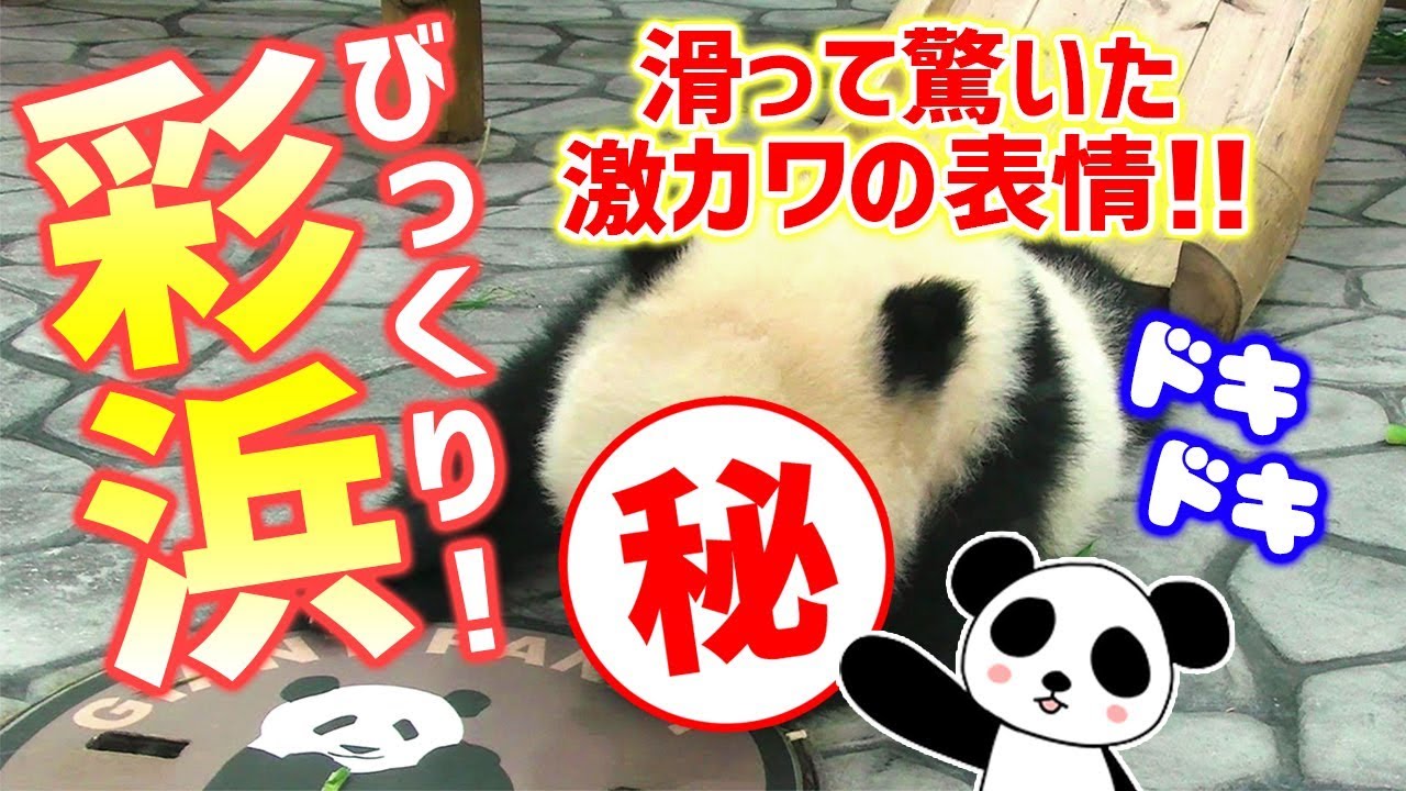 激カワ💕彩浜🐼🌈滑ってビックリ😱可愛すぎる表情を見逃さないで❗ 良浜🐼🌹に甘えるも&hellip;🔥 ジャイアントパンダ ぱんだふる動画 AnimalVideo Giant panda