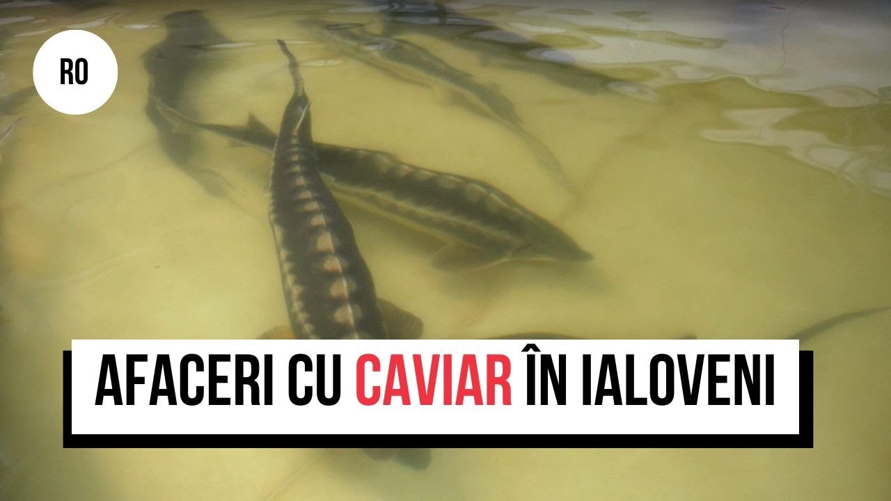 Afaceri cu sturioni: Cum un antreprenor din Ialoveni crește pești rari și produce caviar negru