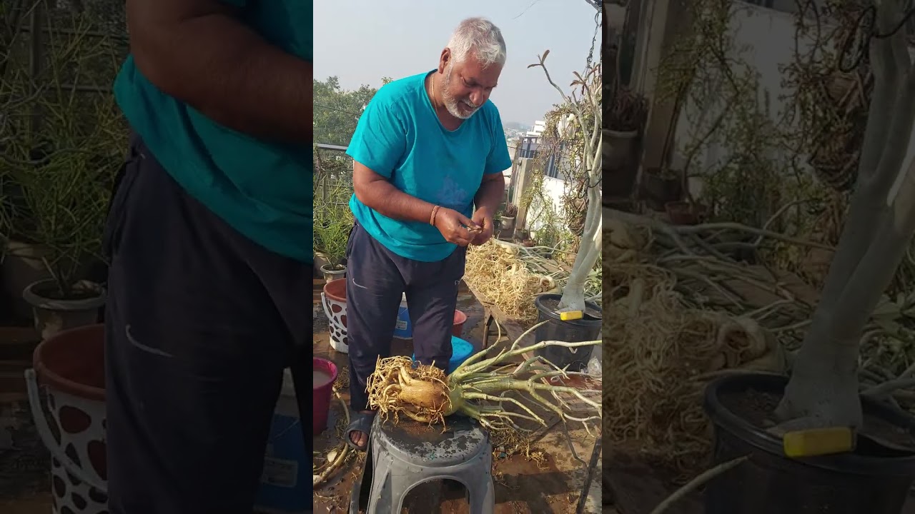 #व्यूअर्स अडेनियम प्लांट को कियू रिपोर्ट करते है आप समझो