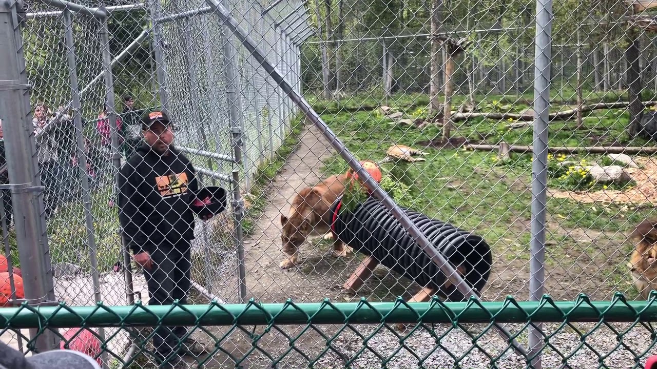 Miller Zoo Collation Lions