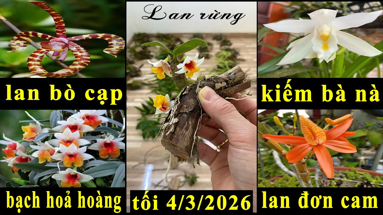 (Dạ đã hết rồi ạ)Lan rừng tối 4/3/2026(ship30k)Bò cạp, bà nà, đơn cam, bạch hoả hoàng, đại bạch hạc