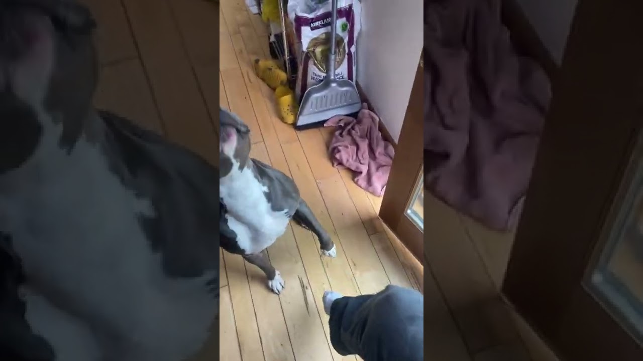 American Staffordshire Terrier Puppies