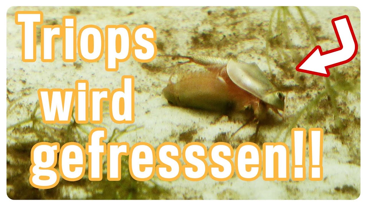 Triops wird gefressen!! // Triops longicaudatus Zucht #1 Teil 5 // Urzeitkrebse z&uuml;chten