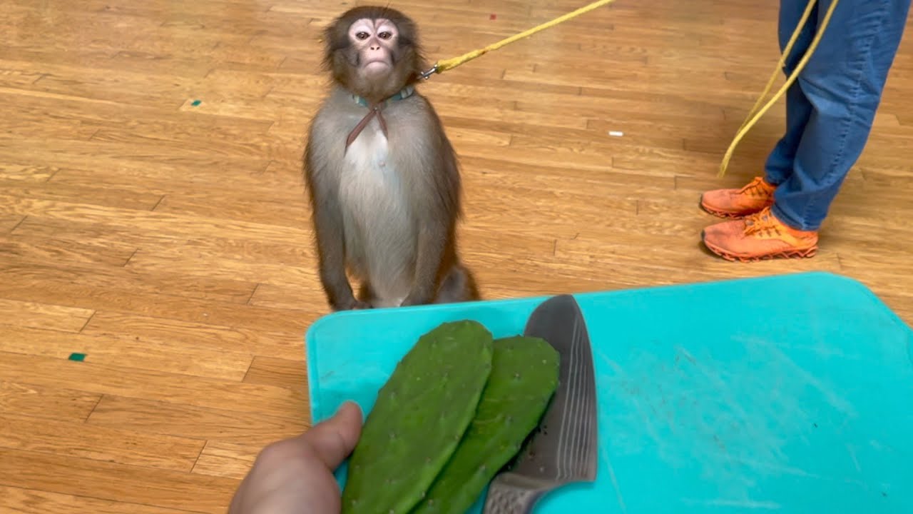 子猿のパンナちゃんに食用サボテンをあげたら大惨事に…
