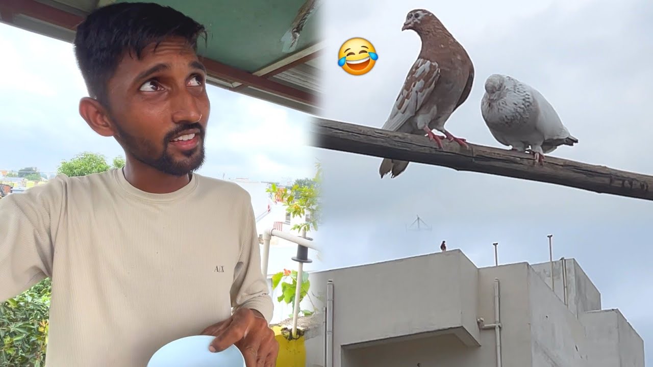 Aaj Popat Ho Gaya Kabootar Pakd Ny Me 😲
