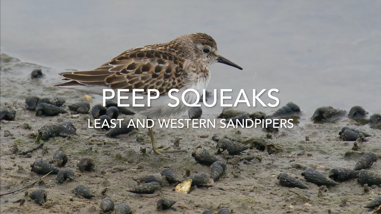 Peep Squeaks (Late Summer 2024)