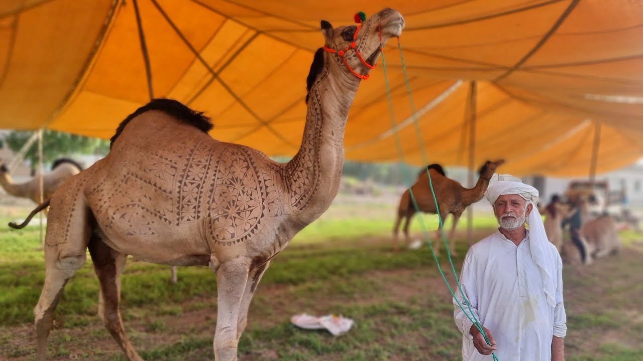 Beautiful Camel Breed of Pakistan | Documentary