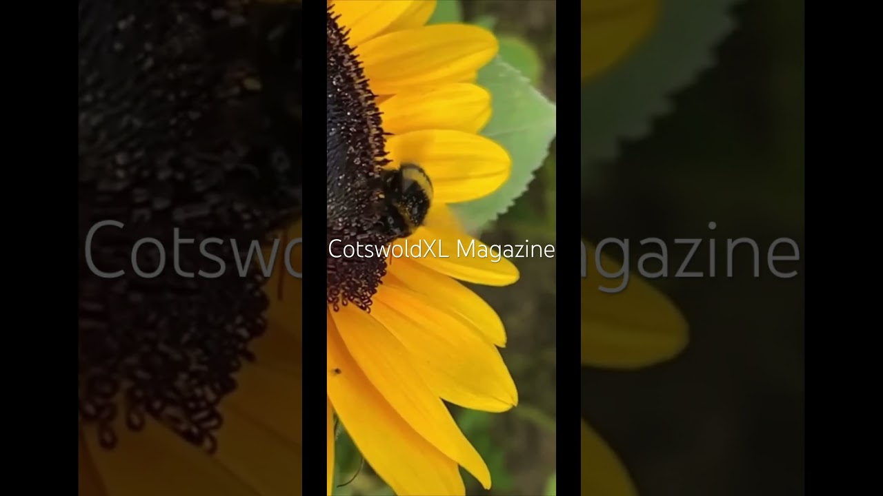 A lovely Bee in the Cotswolds #cotswolds #england #news #bees #insects #country #flowers #sunflower