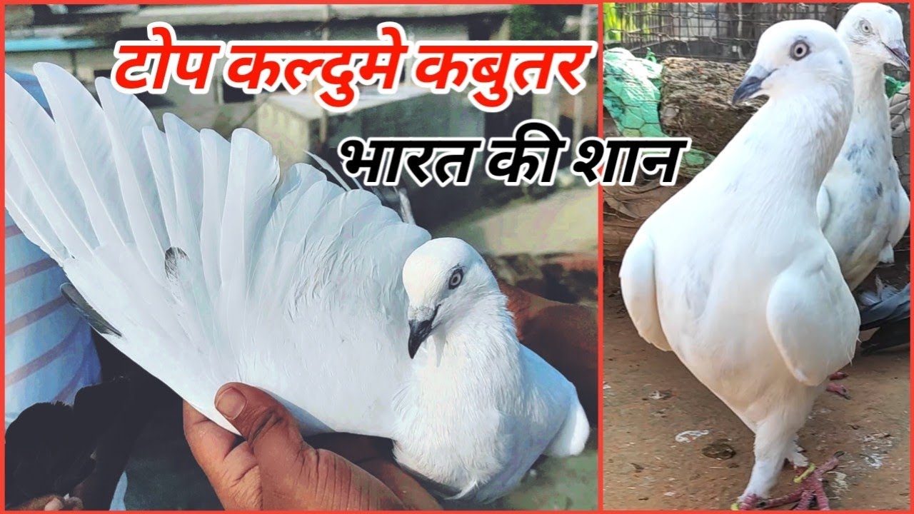 Kaldume Kabootar For Sale ! मशहूर भारत के सम्भली कल्दुमे कबुतर ! Arshad idrisi pigeon