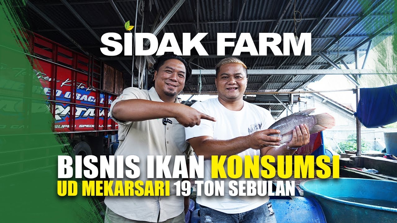 19 TON IKAN LAKU DALAM SEBULAN, SIDAK FARM UD MEKARSARI