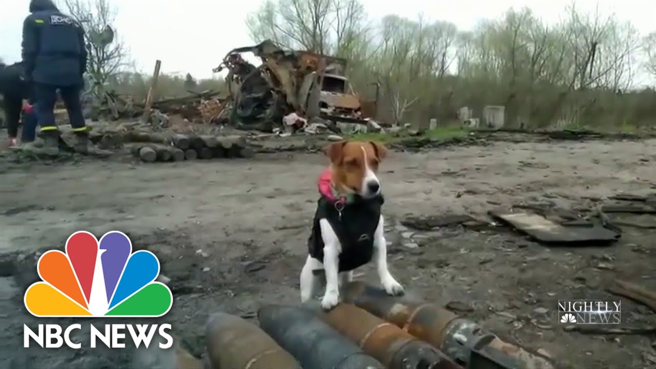 The Jack Russell Terrier Detecting Bombs In Ukraine