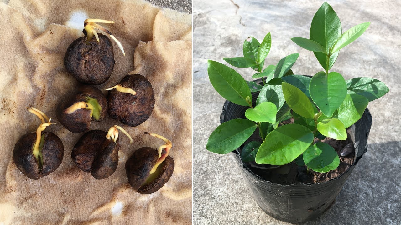 How to grow wax apple from seed