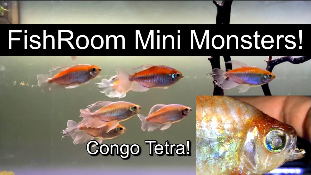 Mini Tank Monsters in the Fish Room! Congo Tetra Care and Maintenance in Home Aquarium! Subscribe!