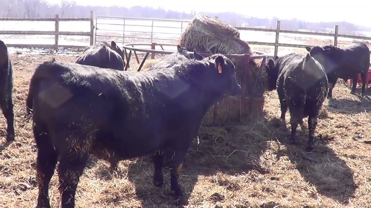 Johnson Angus March 2026