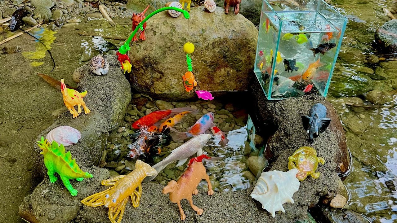 Wow, Amazing!!! Catching Ornamental Fish In Small Pond, Giant Catfish, Koi Fish, Shrimp, Lobster 