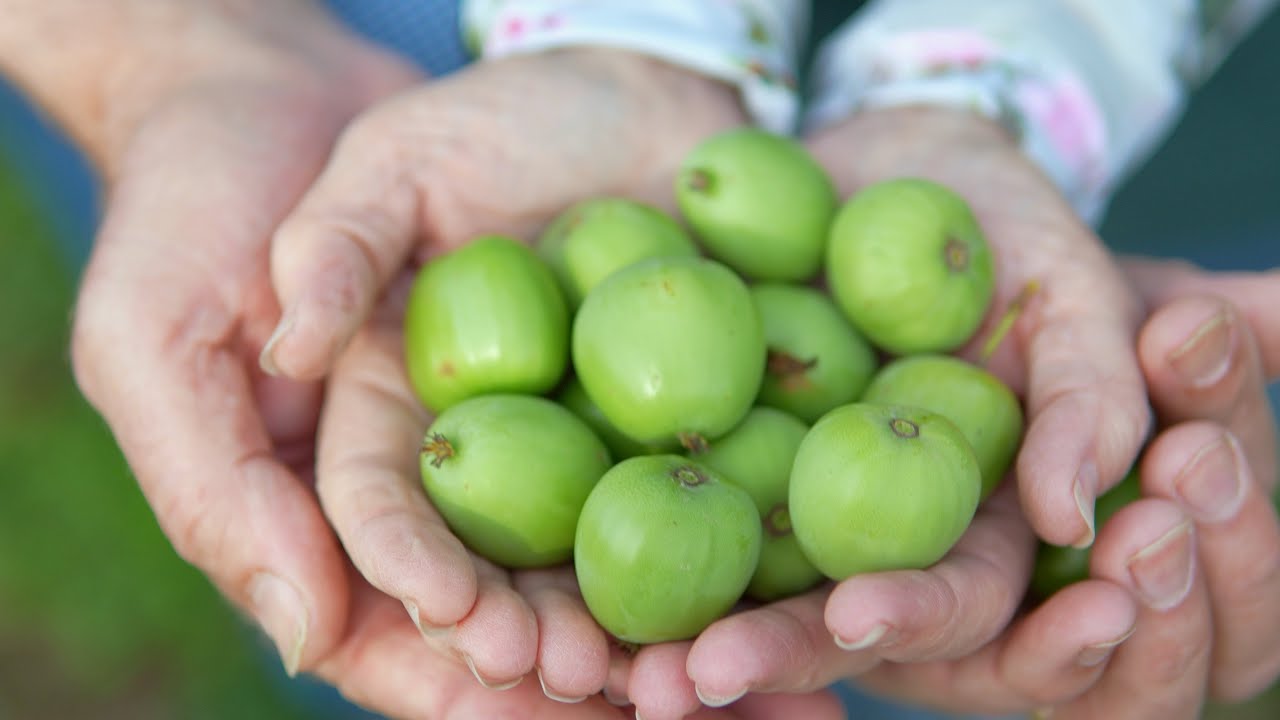 Quiet Meadows Farm Kiwi Berry Harvest