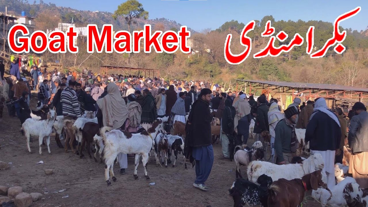 Goat market dongi muvashi mandi kotli mirpur ajk pakistan in beetal rajanpuri goats dumbay bakary