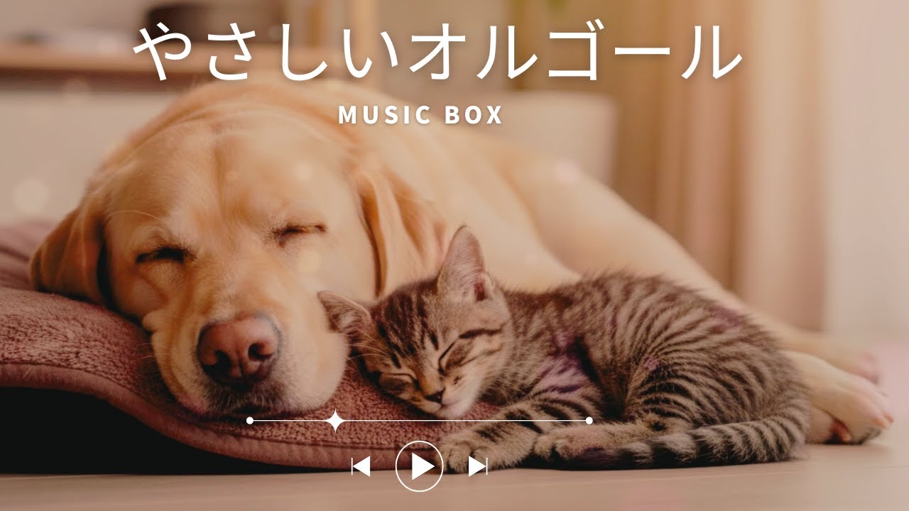🐶💤Relax（111分）　　　　　　　　　　　　　　　　　　　　　　　　Quiet Moments with a Sleeping Dog | 111 Minutes of Pure Peace