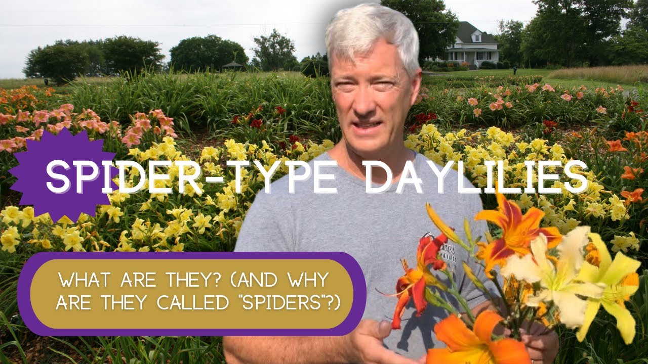 SPIDER-TYPE DAYLILIES | What are spider-type daylilies