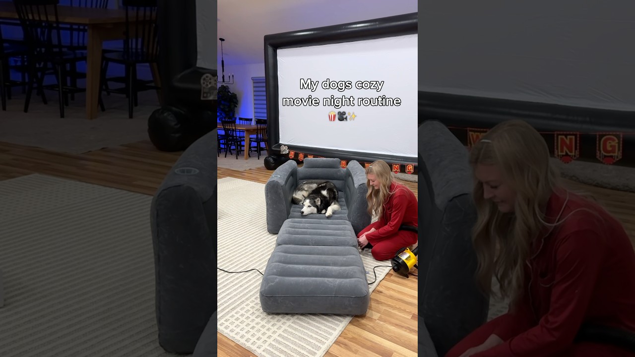 My dogs cozy movie night routine 🍿