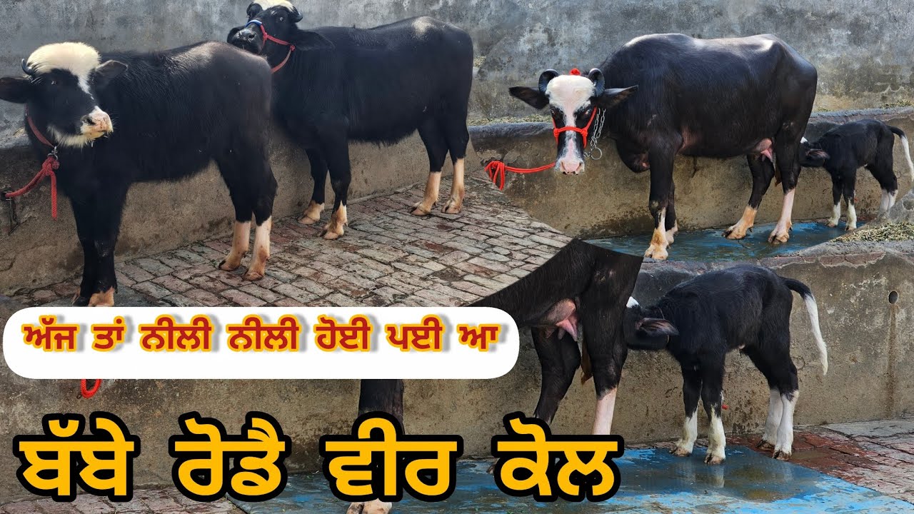 ਆਗਿਆ ਬਾਈ ਬੱਬਾ ਰੋਡੇ ਤਿੰਨ ਨੀਲੀ ਰਾਵੀ ਨਸਲ ਦੇਂ ਤਿੰਨ ਪਸ਼ੂਧੰਨ ਭਾਅ ਬਿੱਲਕੁੱਲ ਜੇਂਜ ਵਿੱਚ ਆ ਮਿਤੀ 25-1-2026