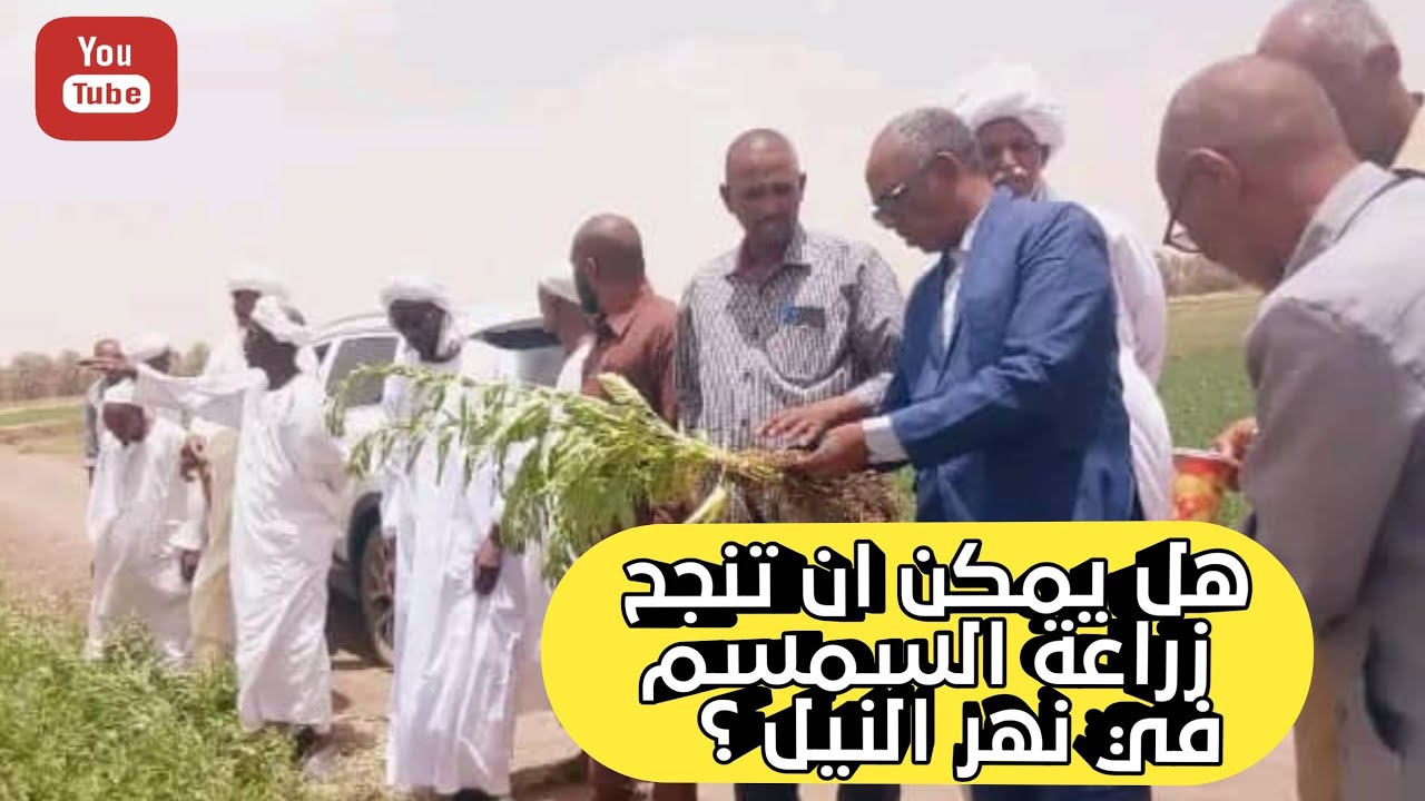 يوم الحقل زراعة السمسم في مشروع العالياب تقانات زراعية@ecosudantv