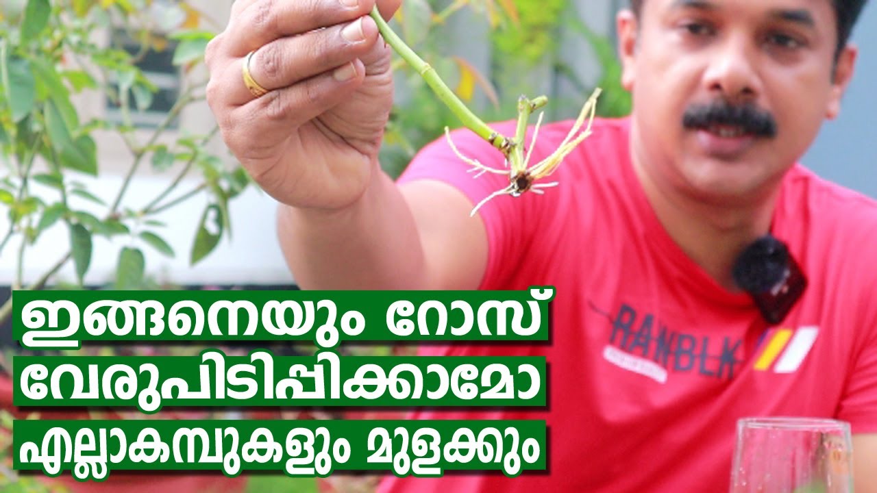 റോസാ കമ്പ് പെട്ടന്ന് വേരുപിടിക്കാൻ ഇങ്ങനെ ഒന്ന് ചെയ്തുനോക്കൂ | Rose from cutting Easy method
