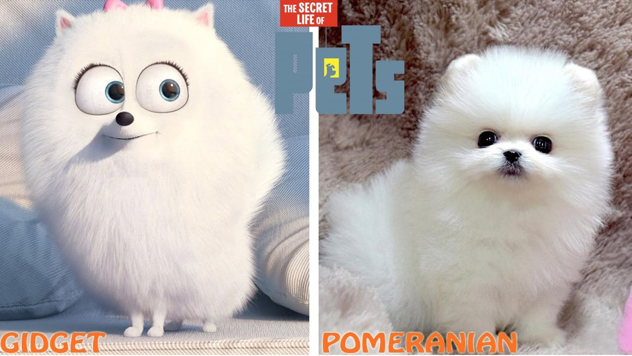 The Secret Life of Pets Characters in Real Life