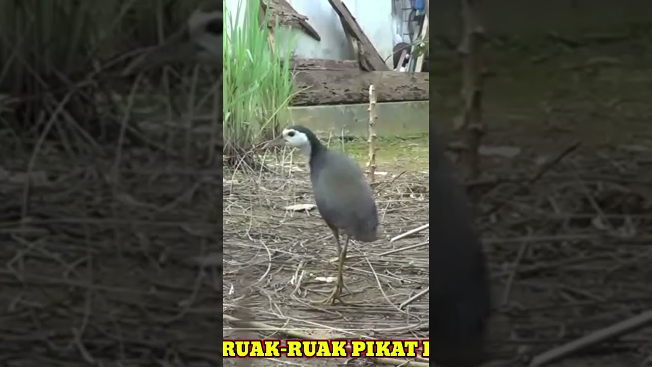 Suara ruak ruak pikat paling ampuh - kruaaak keruak mp3 | Mp3 suara ruak ruak pikat paling ampuh