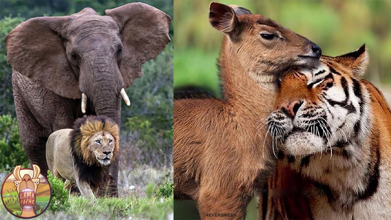 Ces Amitiés Entre Animaux Vont Vous Choquer !