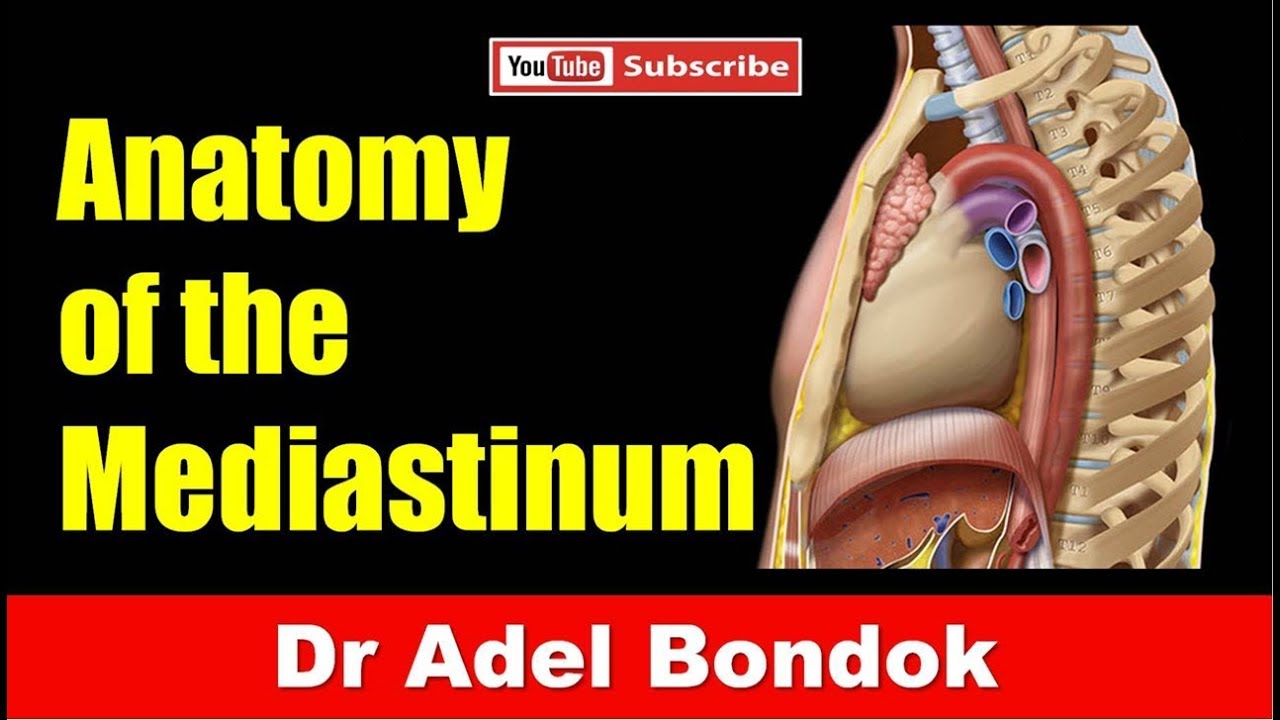 Mediastinum, Dr Adel Bondok