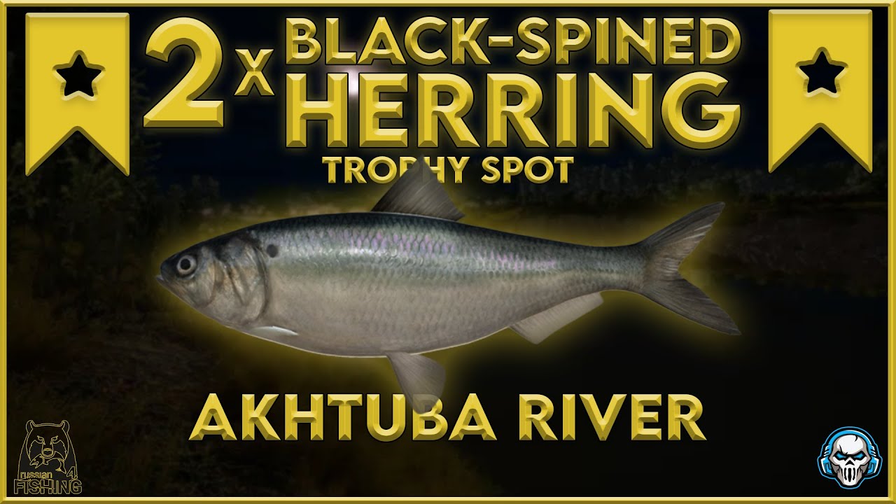 BLACK-SPINED HERRING TROPHY SPOT! AKHTUBA RIVER - Russian Fishing 4 #rf4