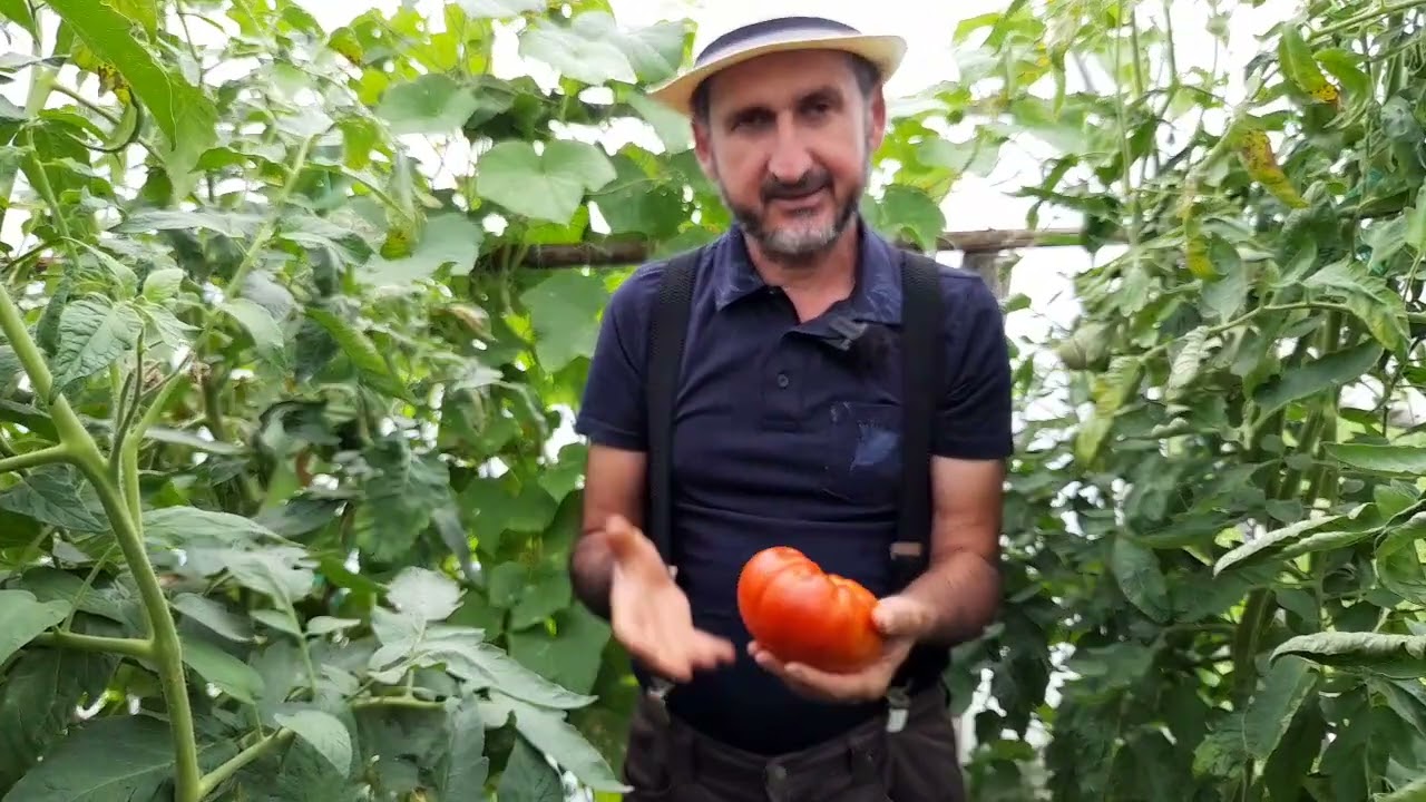 Tomate Rosu de gradina   un alt soi promitator