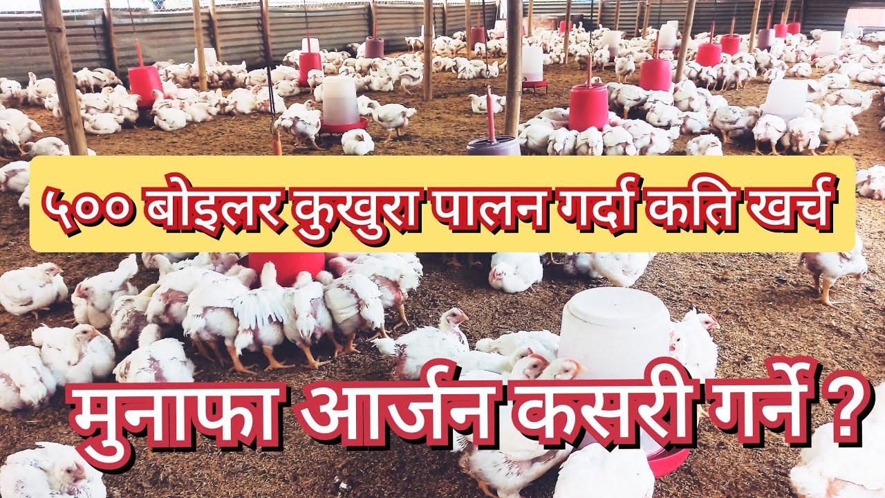 ५०० बोइलर कुखुरा पालन गर्दा कति खर्च लाग्छ //मुनाफा आर्जन कसरी गर्ने//500 boiler expenditure//NK TV