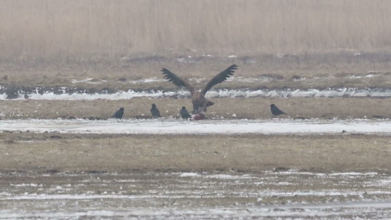 Junger Seeadler tötet Gans-Die Konkurenz schläft nicht