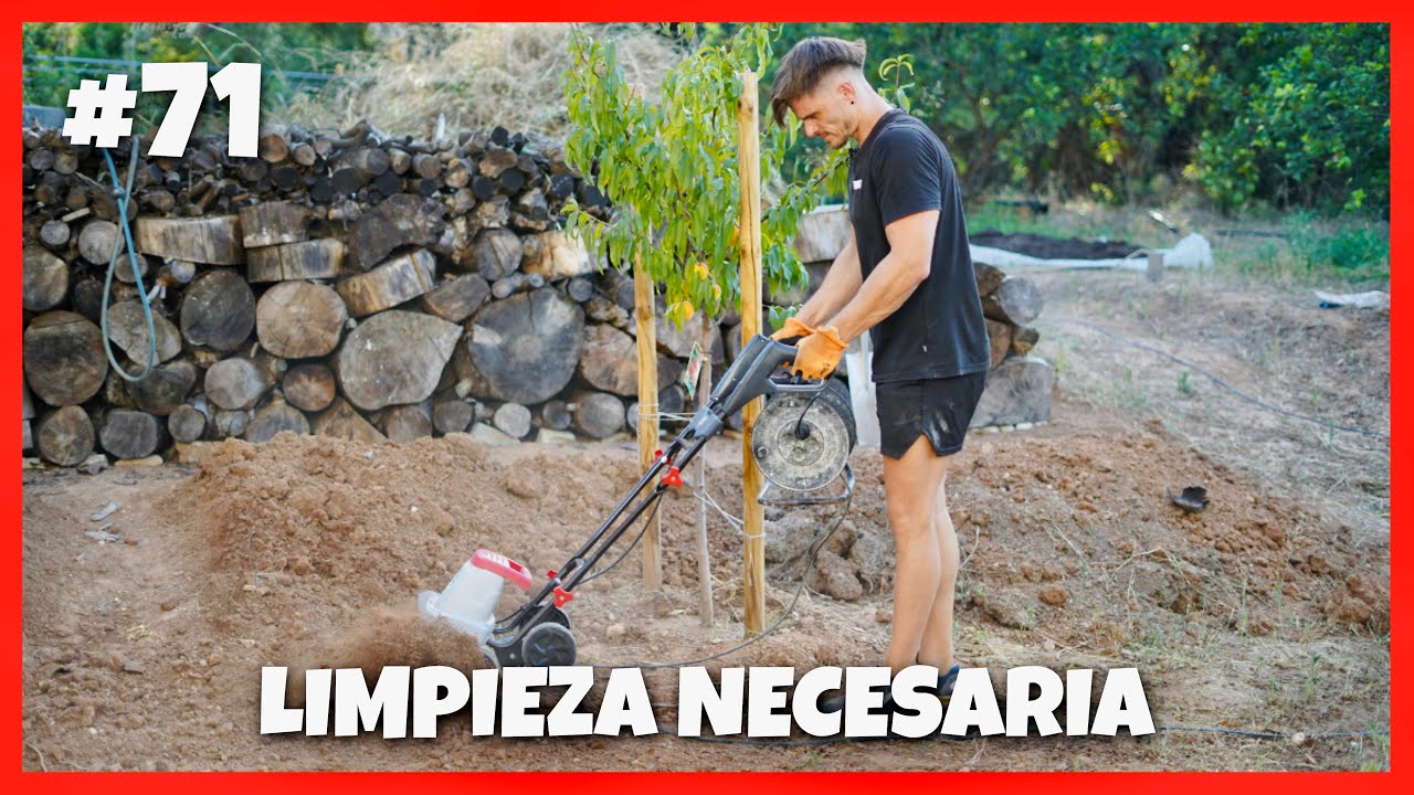 LIMPIEZA en la zona de los FRUTALES + PARED de MADERA #71 | Creando un huerto desde 0