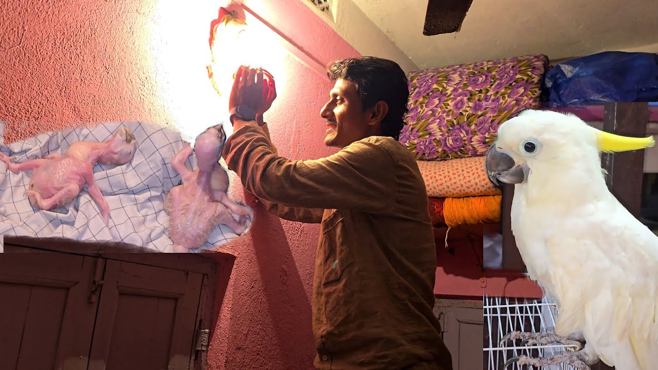Correct Method Of Hand Feeding For African Grey Parrot And Baby Macaws.
