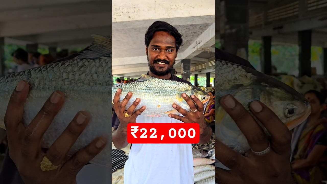 22,000 పులస చేప 🤯 వామ్మో Top rate #reels #viral #video #shorts #shortsfeed #fish #youtubeshorts #fun