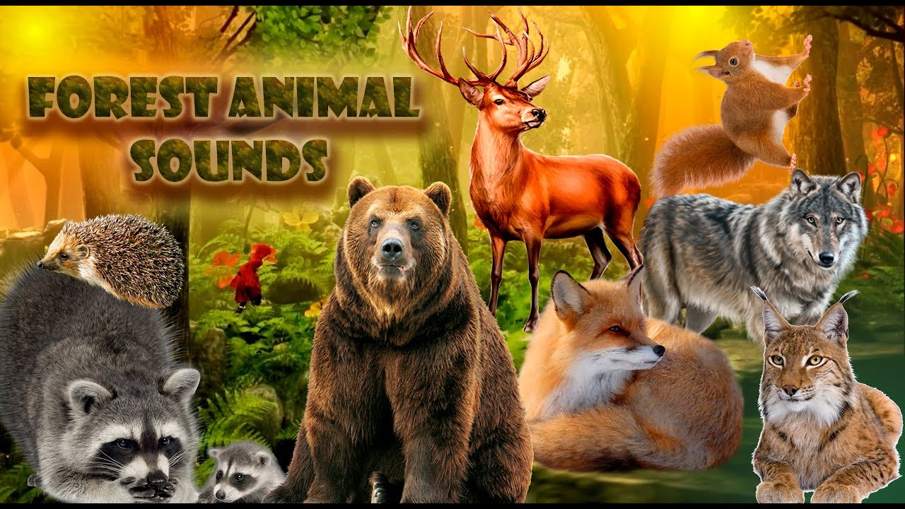 FOREST ANIMAL sounds and names.  Learn forest animals for kids. Bear, fox, hedgehog, lynx, racoon