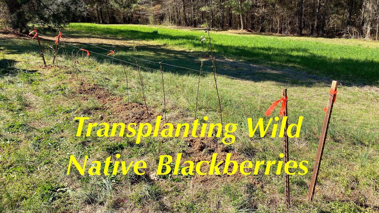 Transplanting Wild Native Blackberries