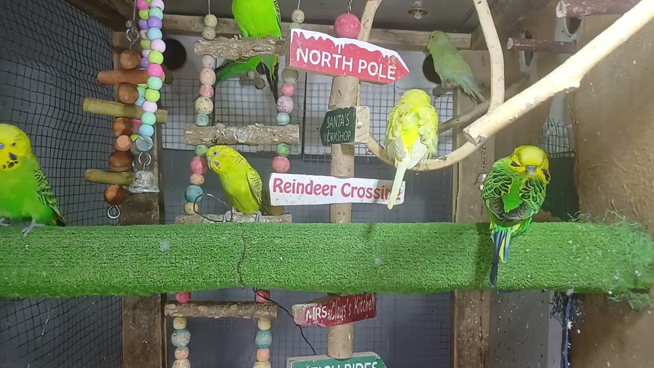 The Smartest Parrot in the World!
