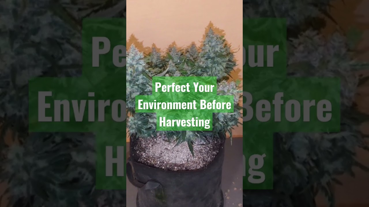 How to Harvest and Dry an Autoflower | Drying Cannabis