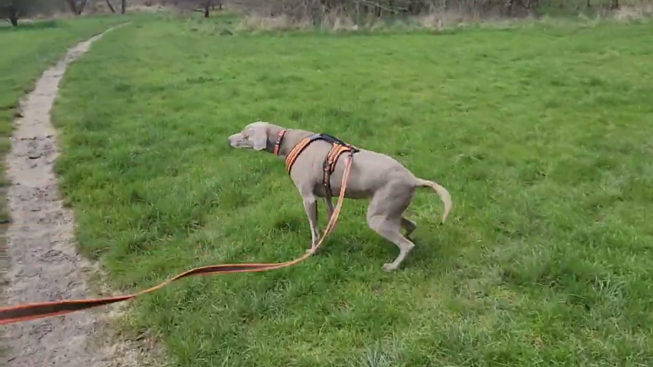 Team Orchid Wood, Derby K9 Mantrailing