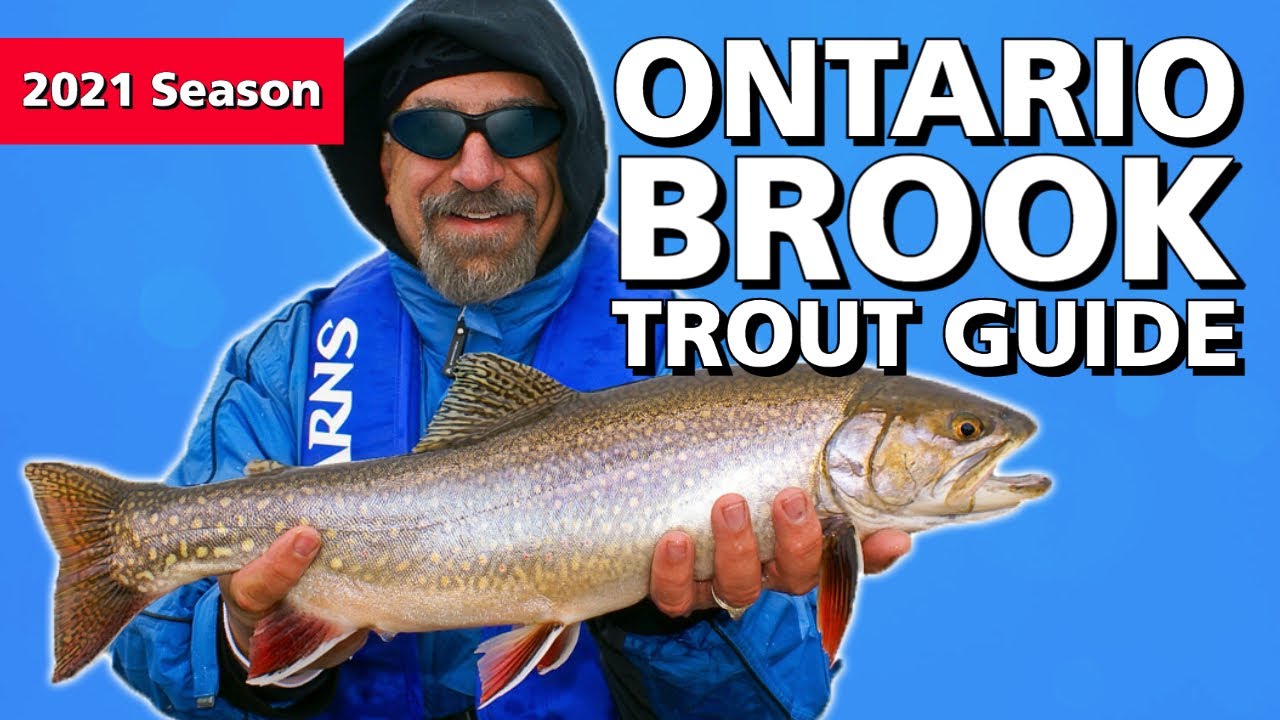 Путеводитель по ручьевой форели в Онтарио | Fish'n Canada