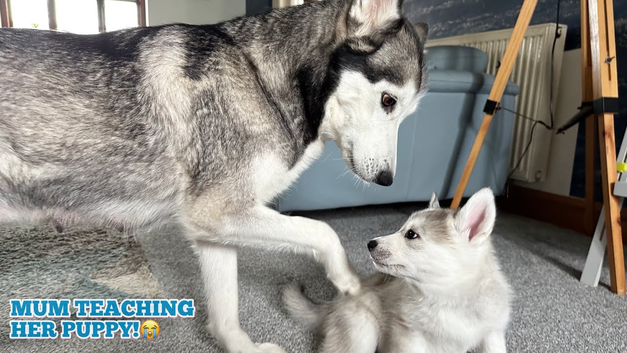 Husky Mama Teaching Her Pup How To Play!🥹. [CUTEST VIDEO!!]